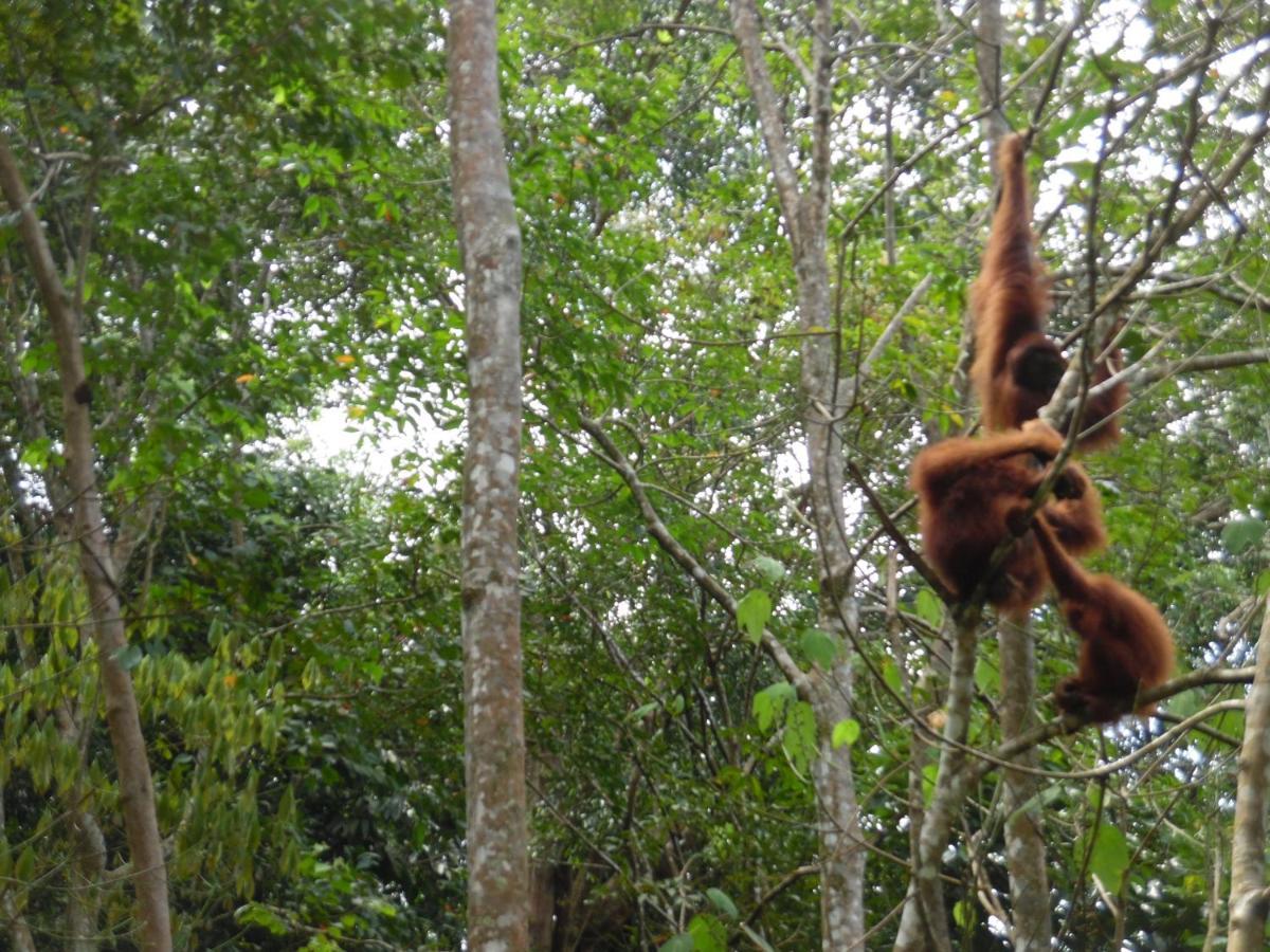 Ambow Homestay Jungle Trekking & Village Tour Bukit Lawang Ngoại thất bức ảnh