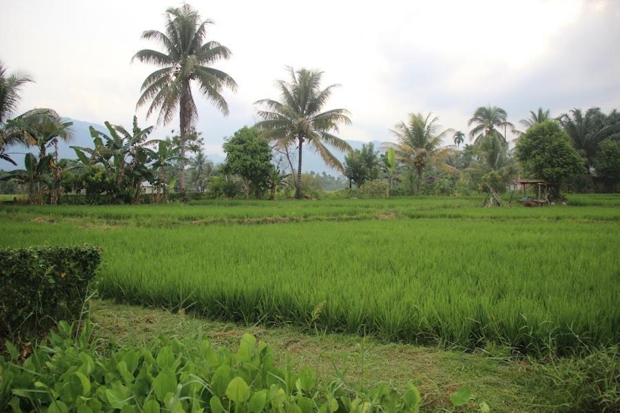 Ambow Homestay Jungle Trekking & Village Tour Bukit Lawang Ngoại thất bức ảnh