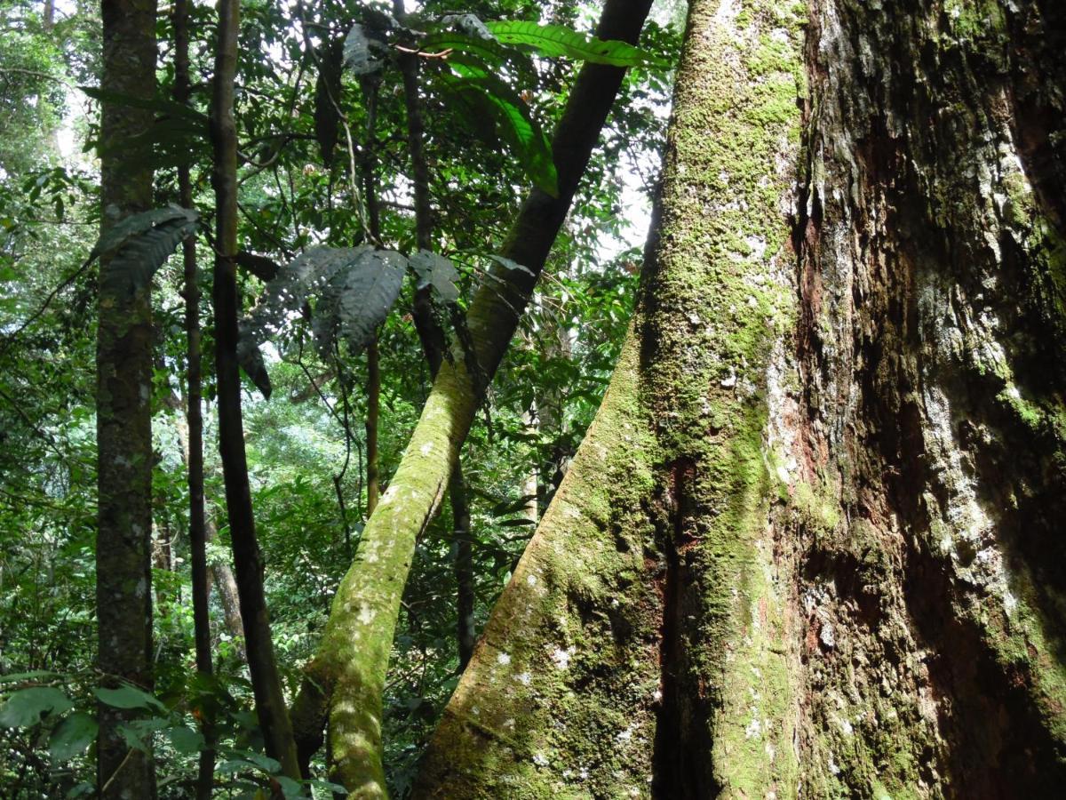 Ambow Homestay Jungle Trekking & Village Tour Bukit Lawang Ngoại thất bức ảnh