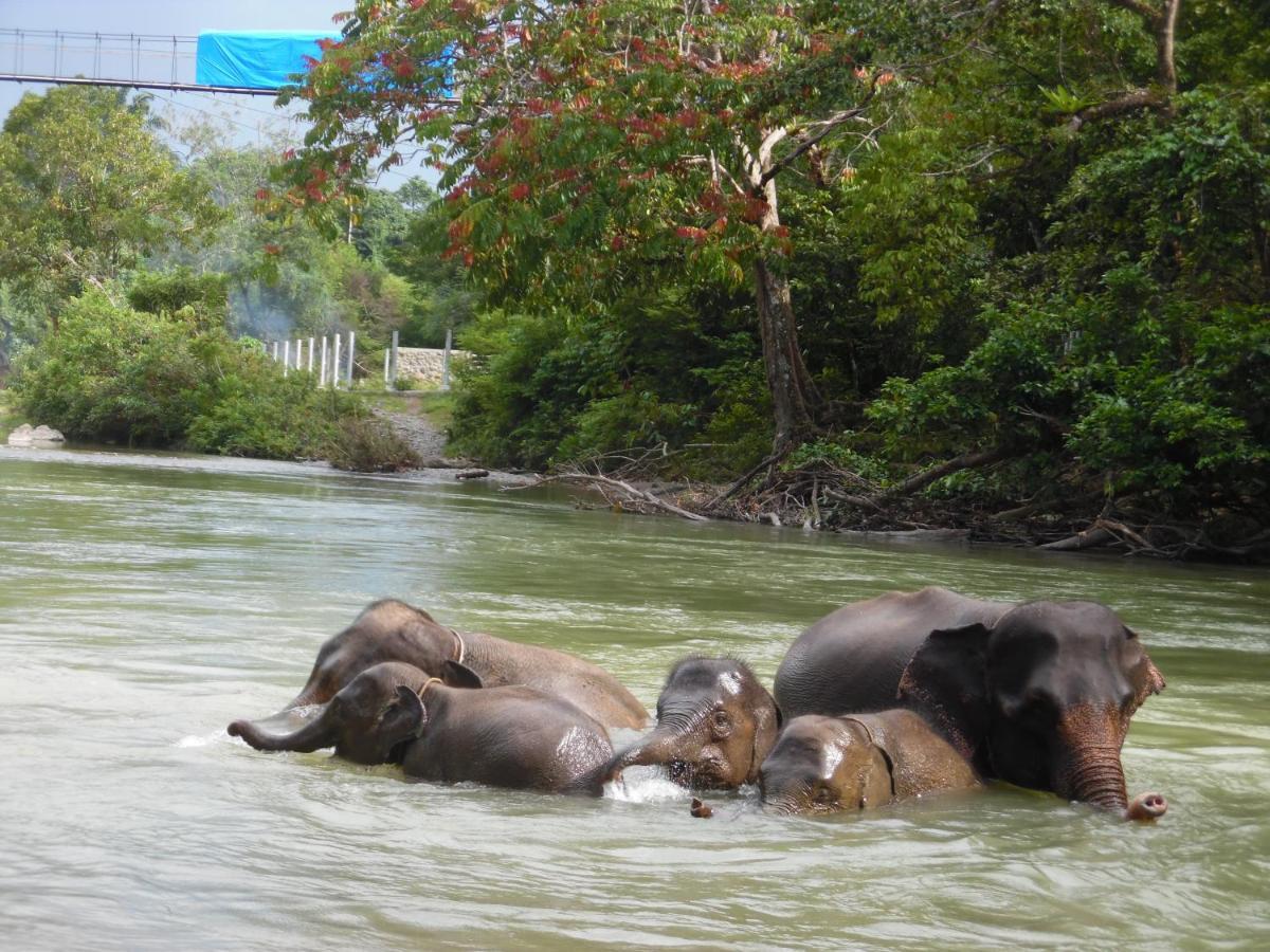 Ambow Homestay Jungle Trekking & Village Tour Bukit Lawang Ngoại thất bức ảnh